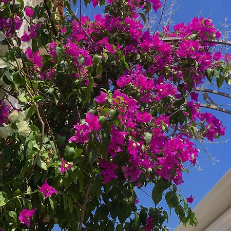 Windmill Alojamento de Acomodação e Pequeno-almoço