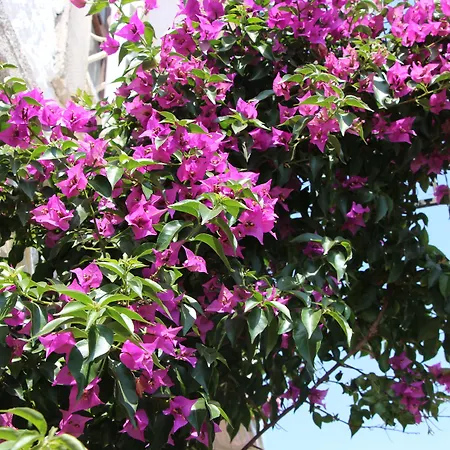 Windmill Bed and Breakfast 4*